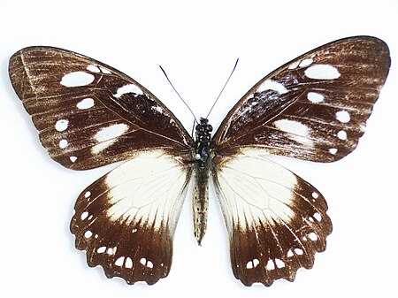 Papilio_jacksoni