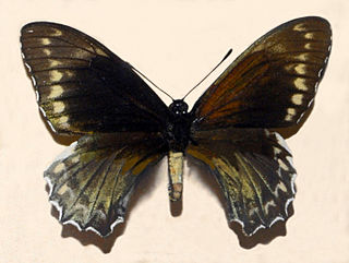 <i>Battus madyes</i> Species of butterfly