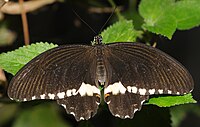 Papilionidae.