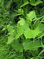 花がつぼみの状況。7月下旬。