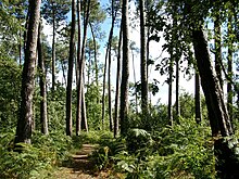 Pinède chênaie du parc du Château