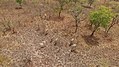 Des girafes dans le parc national de Bénoué