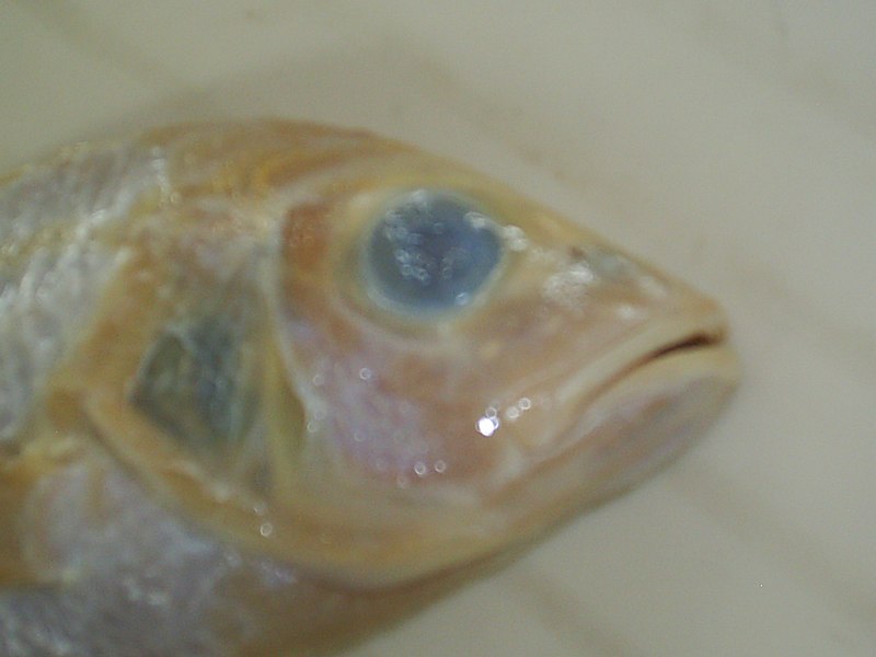 File:Pargo cabeza.jpg