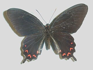 <i>Parides montezuma</i> species of insect