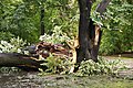 English: Park im. Henryka Sienkiewicza in Łódź after storm on July 20th, 2011 Polski: Park im. Henryka Sienkiewicza w Łodzi po burzy 20 lipca 2011 roku