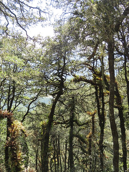 File:Paro Taktsang, Taktsang Palphug Monastery, Tiger's Nest -views from the trekking path- during LGFC - Bhutan 2019 (216).jpg