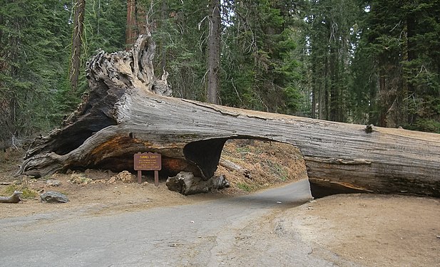 Vehicle tunnel through a sequoia, Sequoia National Park, California