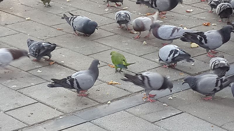 File:Parrots and Pigeons - panoramio.jpg