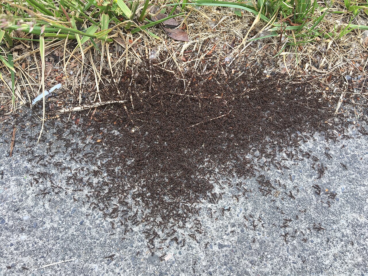 Battle between pavement ant colonies on sidewalk, May 2019, Mount Vernon, Washington, US