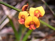 Pea Flower Waratah Track Ku-ring-gai Chase.jpg