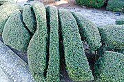 Topiary Garden by Pearl Fryar, Bishopville, South Carolina, U.S.