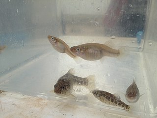 <span class="mw-page-title-main">Pecos gambusia</span> Species of fish