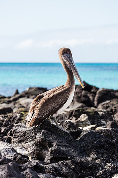 File:Pelícano pardo de las Galápagos (Pelecanus occidentalis urinator), Las Bachas, isla Santa Cruz, islas Galápagos, Ecuador, 2015-07-23, DD 29.jpg