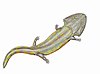 Liste Des Genres D'amphibiens Préhistoriques