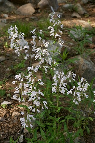 <i>Penstemon arkansanus</i> Species of flowering plant
