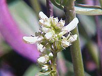 Penstemon confertus