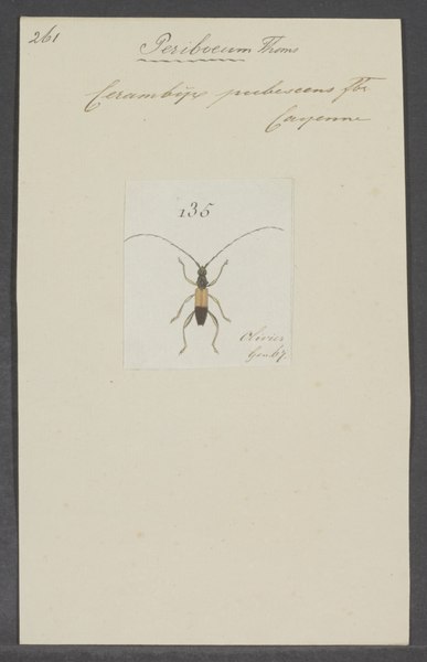 File:Periboeum - Print - Iconographia Zoologica - Special Collections University of Amsterdam - UBAINV0274 033 06 0012.tif