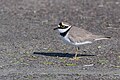 * Nomination: Little ringed plover (Charadrius dubius) at Ichkeul national parkI, the copyright holder of this work, hereby publish it under the following license:This image was uploaded as part of Wiki Loves Earth 2024. --El Golli Mohamed 21:13, 1 June 2024 (UTC) * * Review needed