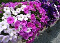 2011-04-20T09:11:34Z : user:Raghith : File:Petunia display.jpg