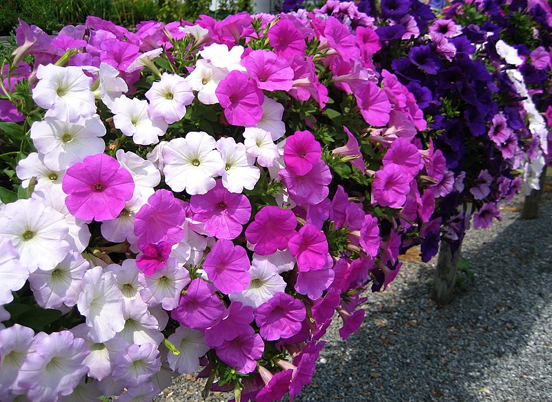 File:Petunia display.jpg