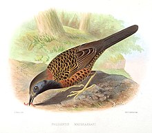 Illustration by Joseph Smit from 1869 PhlogopsisMacleannaniSmit.jpg