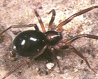 <i>Otacilia</i> Genus of spiders