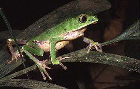 Beschrijving van de afbeelding Phyllomedusa vaillantii01.jpg.