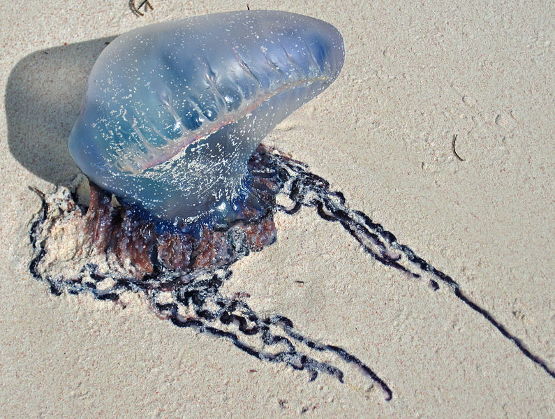 File:Physalia physalis (Linnaeus, 1758) - Portuguese man-of-war stranded on aragonite sand beach - San Salvador Island, Bahamas.jpg