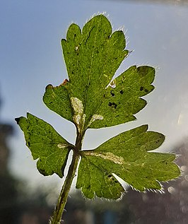 Phytomyza stolonigena