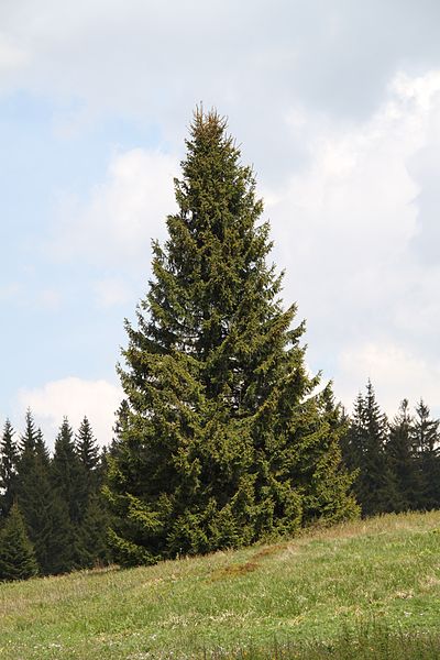 File:Picea abies Beskid Żywiecki.JPG