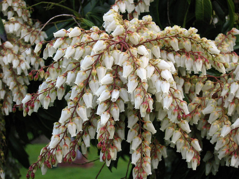 File:Pieris cultivar.jpg