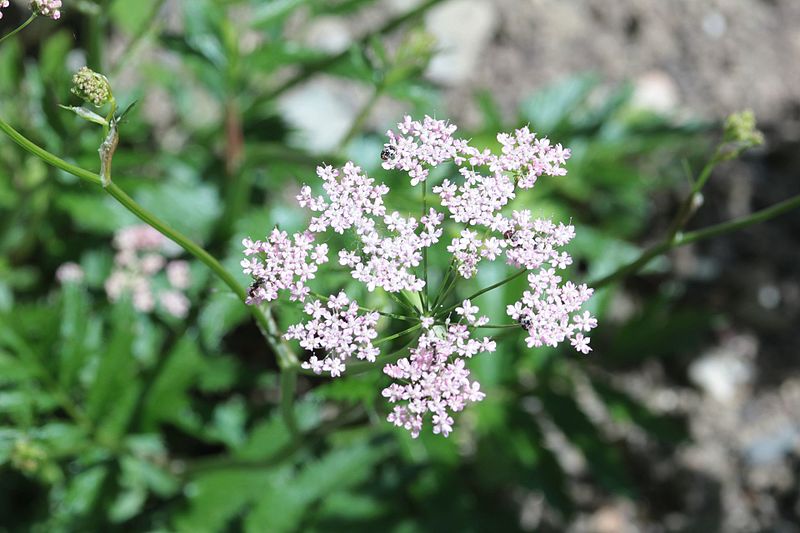 File:Pimpinella major (L.) Huds (Apiaceae)-3F.JPG