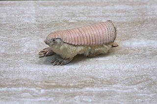 Pink fairy armadillo A species of mammals belonging to the armadillo order of xenarthrans