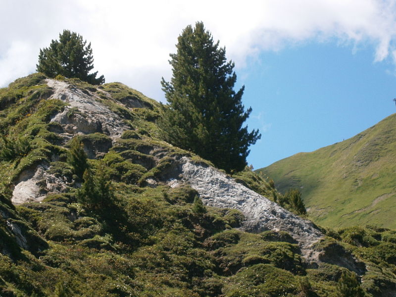 File:Pinus cembra on gypsum02.jpg