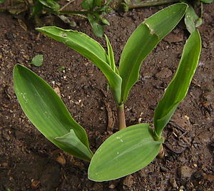 Kukuřice Setá: Botanická charakteristika, Vnitrodruhové členění, Alternativní názvy