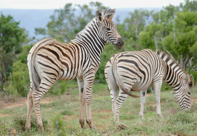 File:Plains Zebras (Equus quagga) foal and mare ... (52654432219).jpg