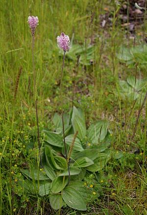 Plantain Ertain: Plantago generoko espeziea. Hosto eliptikoak dauzka, eta larre eta bidezidorretan hazten da.