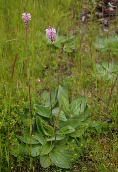 صورة:Plantago-media.JPG