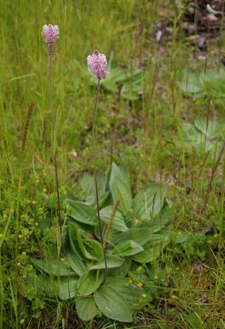 Plantago media