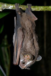 Hellers broad-nosed bat Species of bat