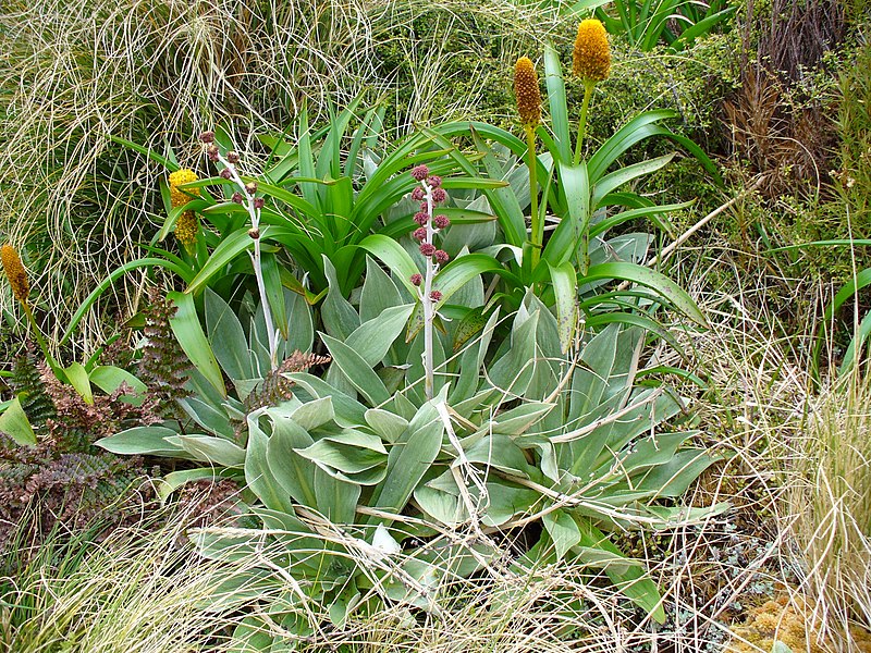 File:Pleurophyllum hookeri.jpg