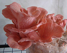 Pleurotus djamor crop.jpg