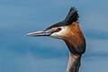 Podiceps Cristatus 2015-5786.jpg