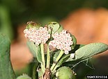 Кладка Podisus placidus