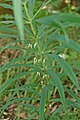 Polygonatum verticillatum