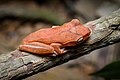 The moist conditions of the rain forests supports numerous species of amphibians. (polypedates megacephalus, spot-legged tree frog)