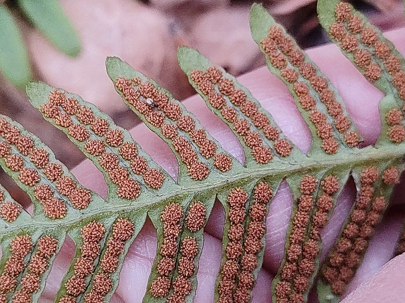 File:Polypodium vulgare 176313110.jpg