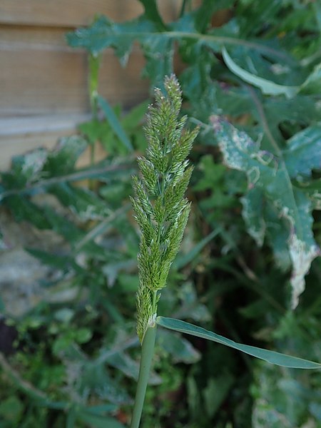 File:Polypogon viridis flower (18).jpg