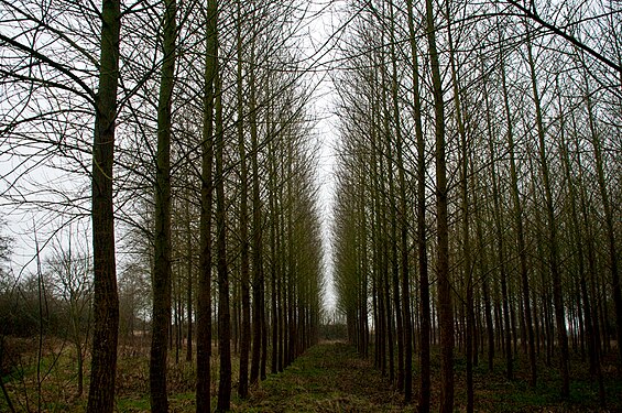 Poplars in South Derbyshire, UK