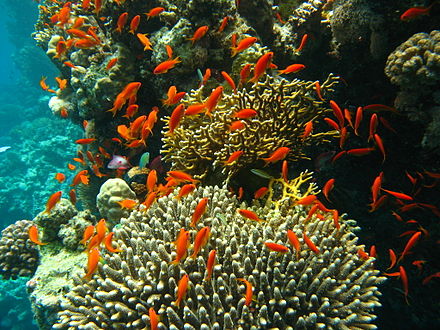 Коралловые рифы страна. Биогеоценоз Барьерный риф. Биогеоценоз кораллового рифа. Риф экосистема. Мшанковые рифы.